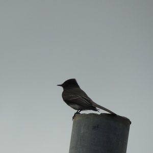 Meet your Posher, Joaquin